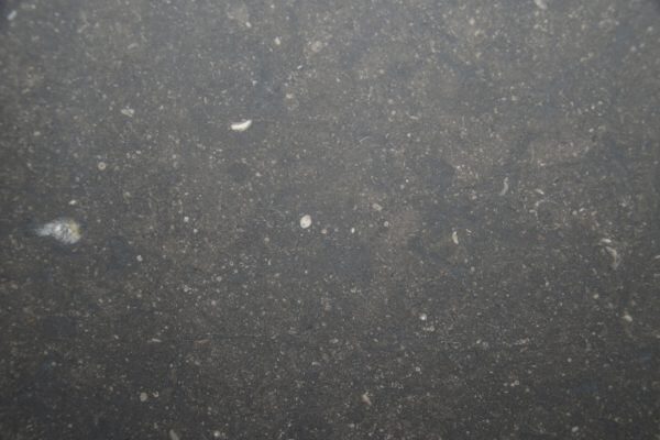 Limestone Petit Granit Antique countertops in a rich charcoal tone with fossil details, great for kitchen countertops. Limestone by Granite Guy Inc.