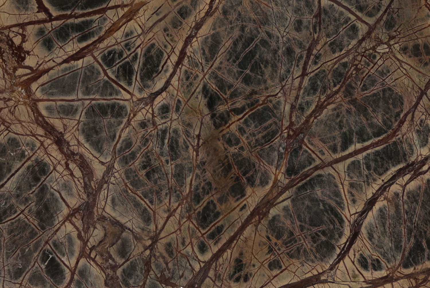 Rain Forest Brown marble countertops with rich earthy tones and striking veining, perfect for kitchen countertops by Granite Guy Inc.